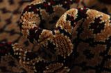 Songhor - Koliai Persian Carpet 305x153 - Picture 7
